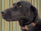 Slide-on Leather/Stainless ID for dog collar (Dog Bone Shape)