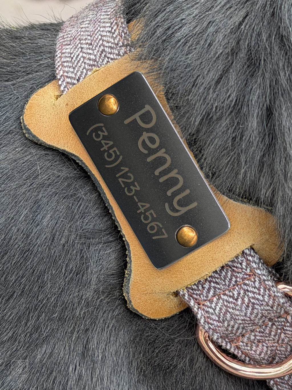 Dog Bone slide on ID for Dog collar with name 'Penny' and contact number on a gray fur background
